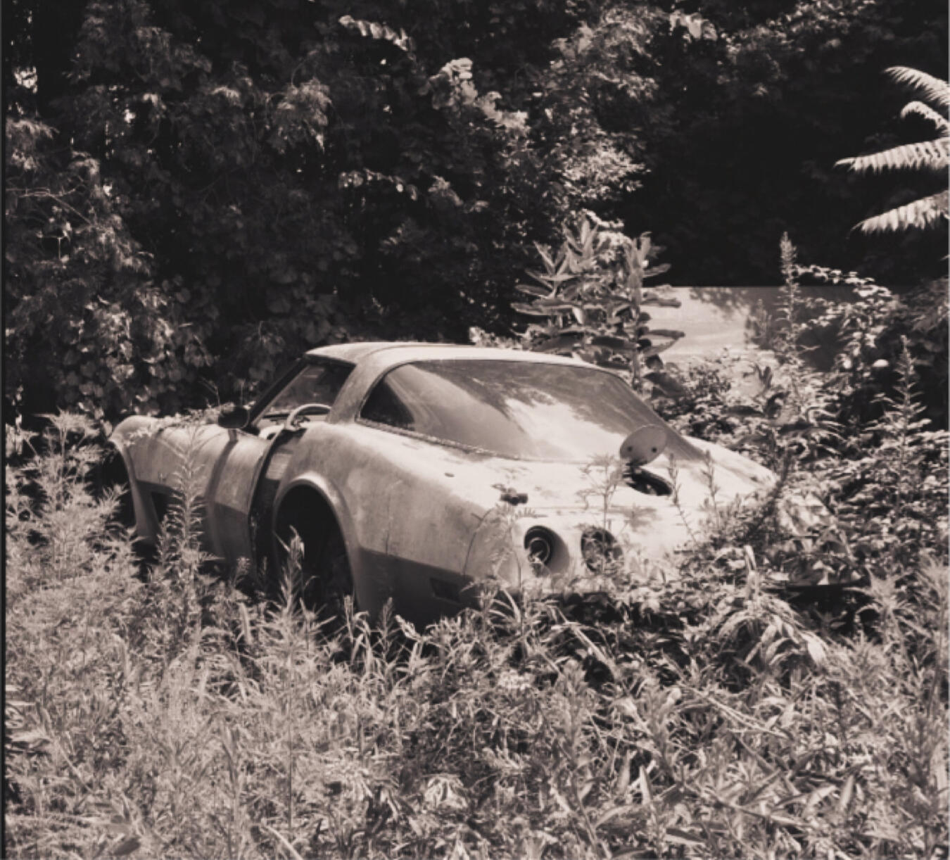 Waiting for Gas: Found this late 70’s Corvette wasting away in a field, the gas cap cover open waiting for another road trip. Photograph on Kentmere Pan 200 film / MamiyaFlex camera.